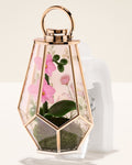 Orchid Terrarium